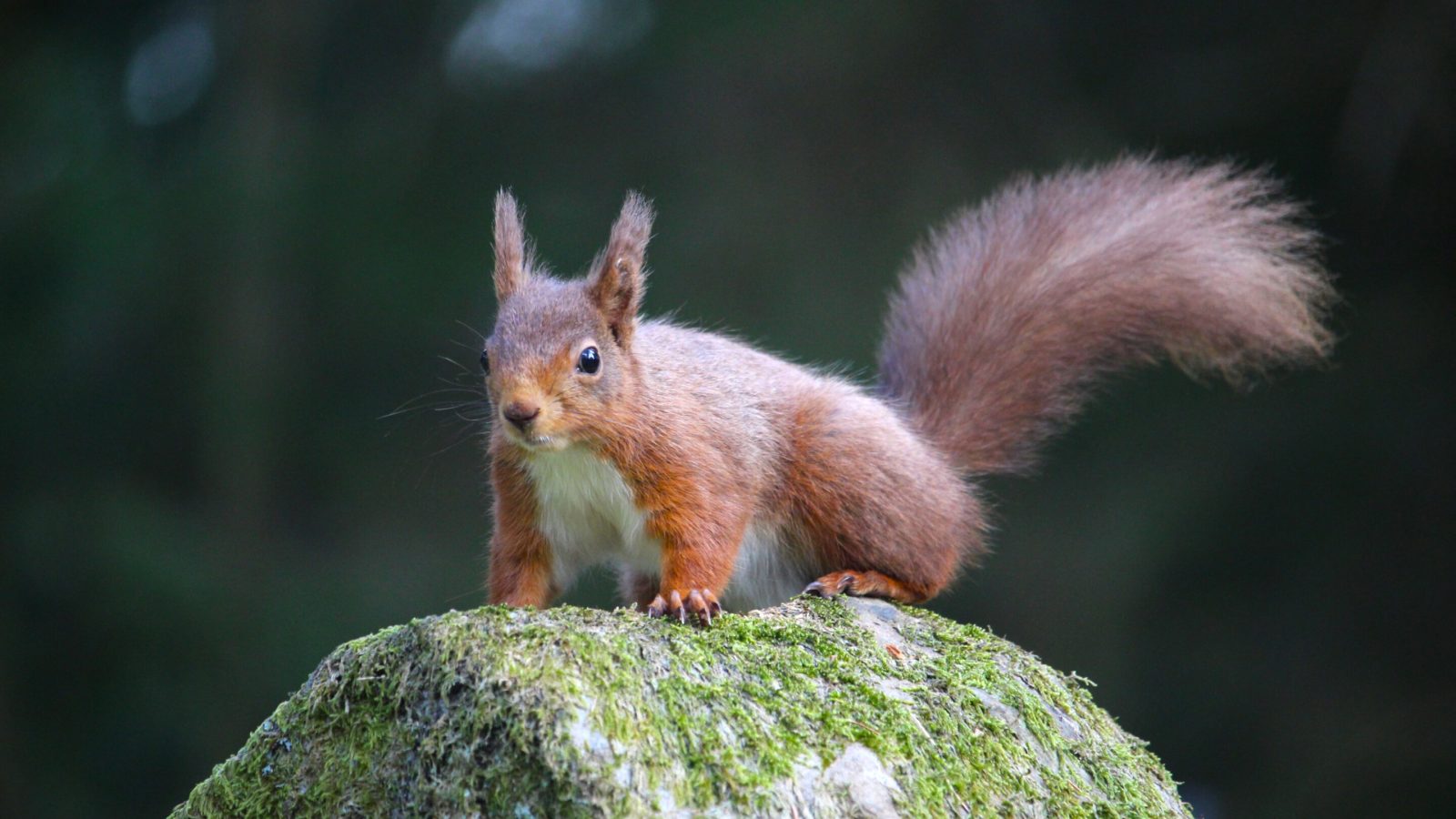 Q&A: Why are red squirrels endangered—and can we save them?