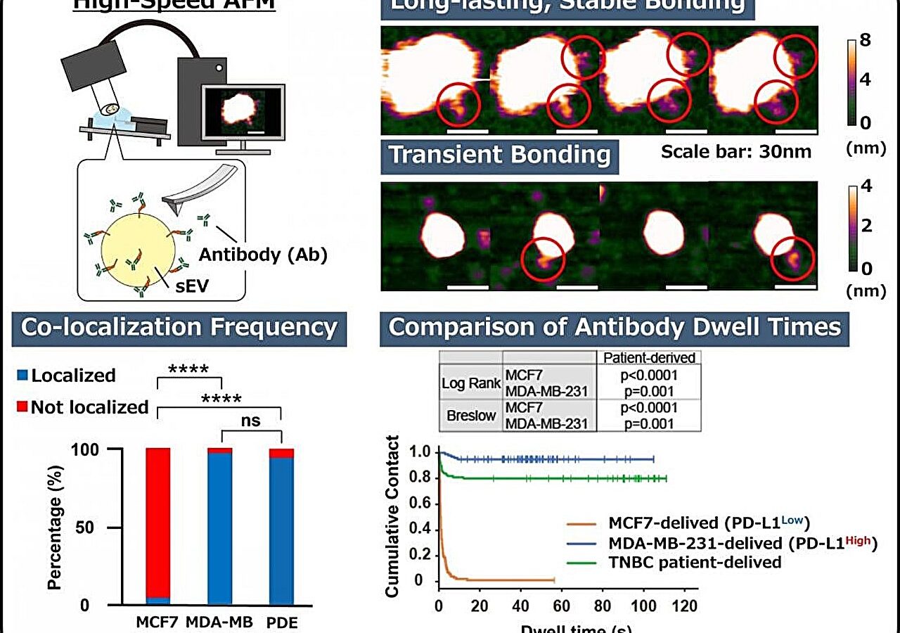 Real-time nanoscale imaging reveals differences in antibody access to cancer-linked proteins on tiny vesicles