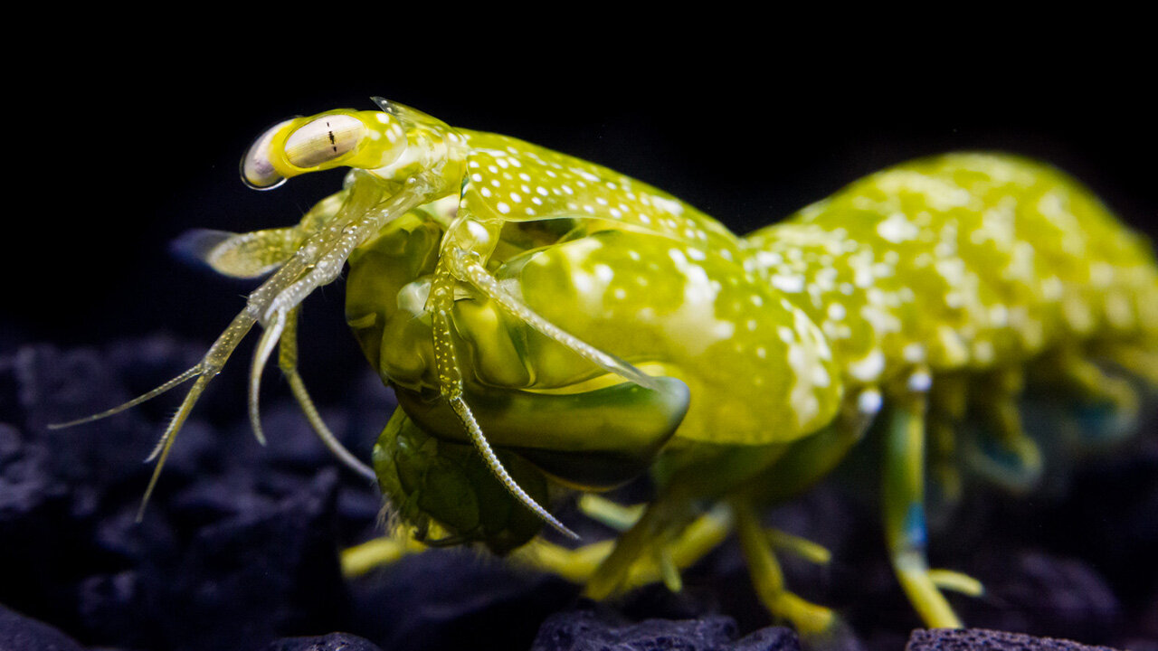 Red-sensitive pigments in mantis shrimp eyes act as reversible light switches