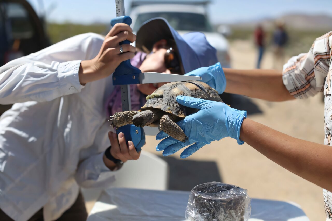 Relocating amphibians and reptiles to make way for human development rarely delivers long-term conservation success