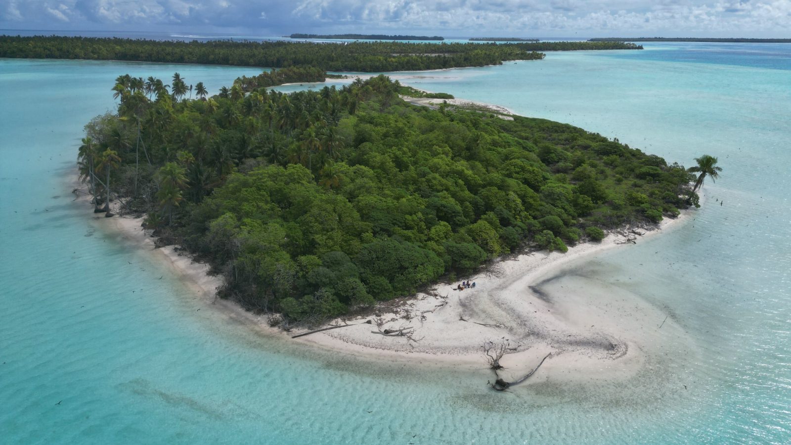 Removing rats and restoring native plants could help atolls withstand rising seas