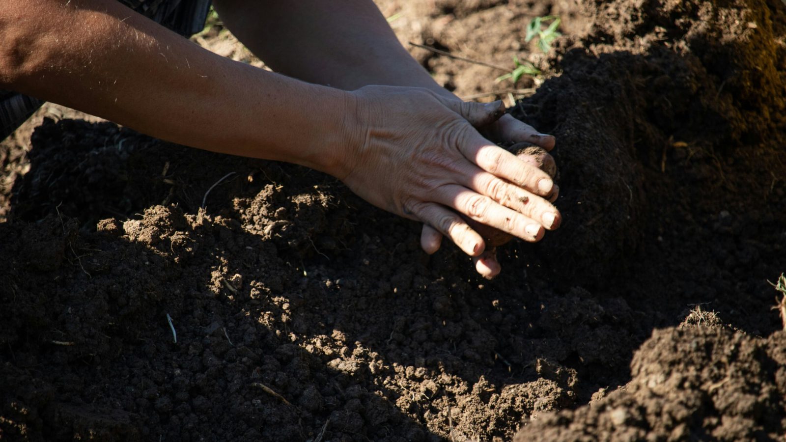Replanted landscapes can look restored while soil fungi still lag behind