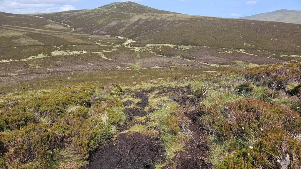 Rewilding project aims to restore peatland