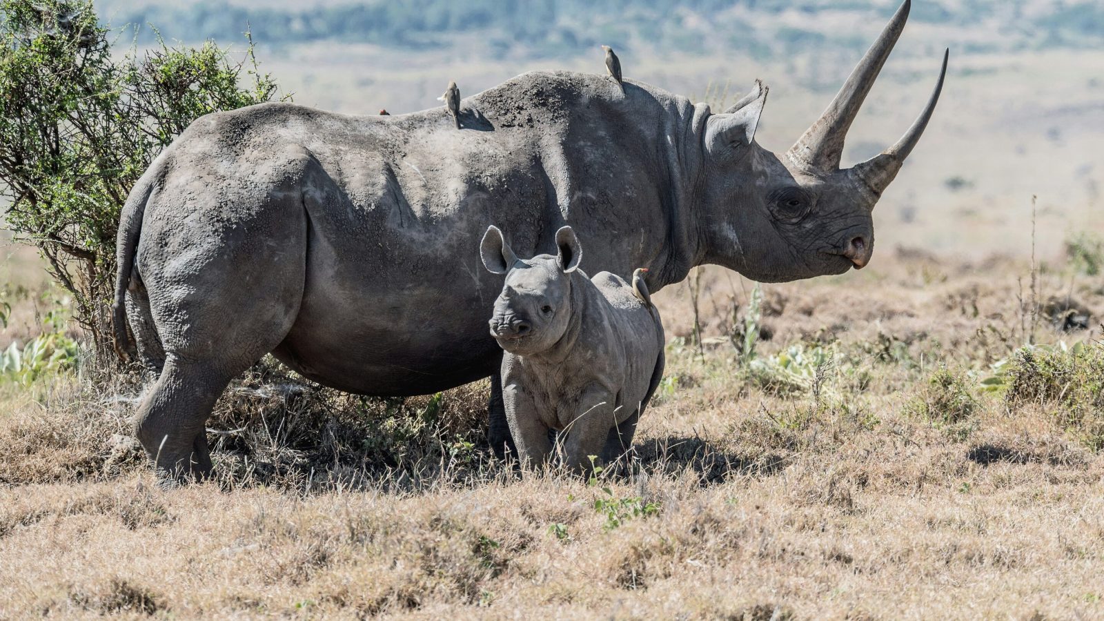Rhinos and elephants can cause huge problems if reintroduced badly—here's how to get it right