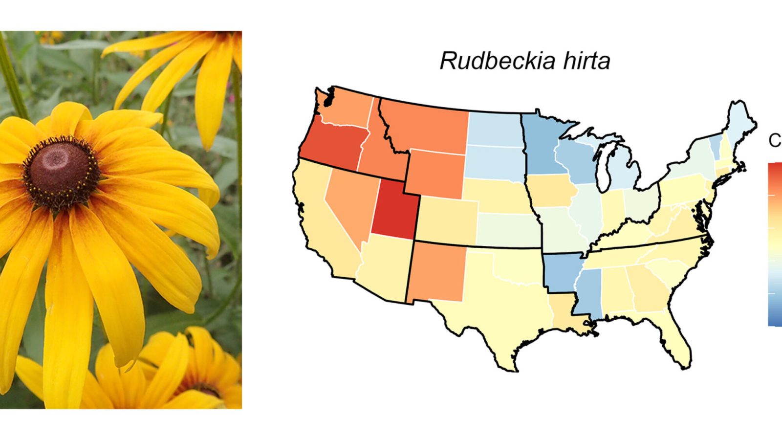 Same species, different climate risks: Why plant conservation needs regional strategies