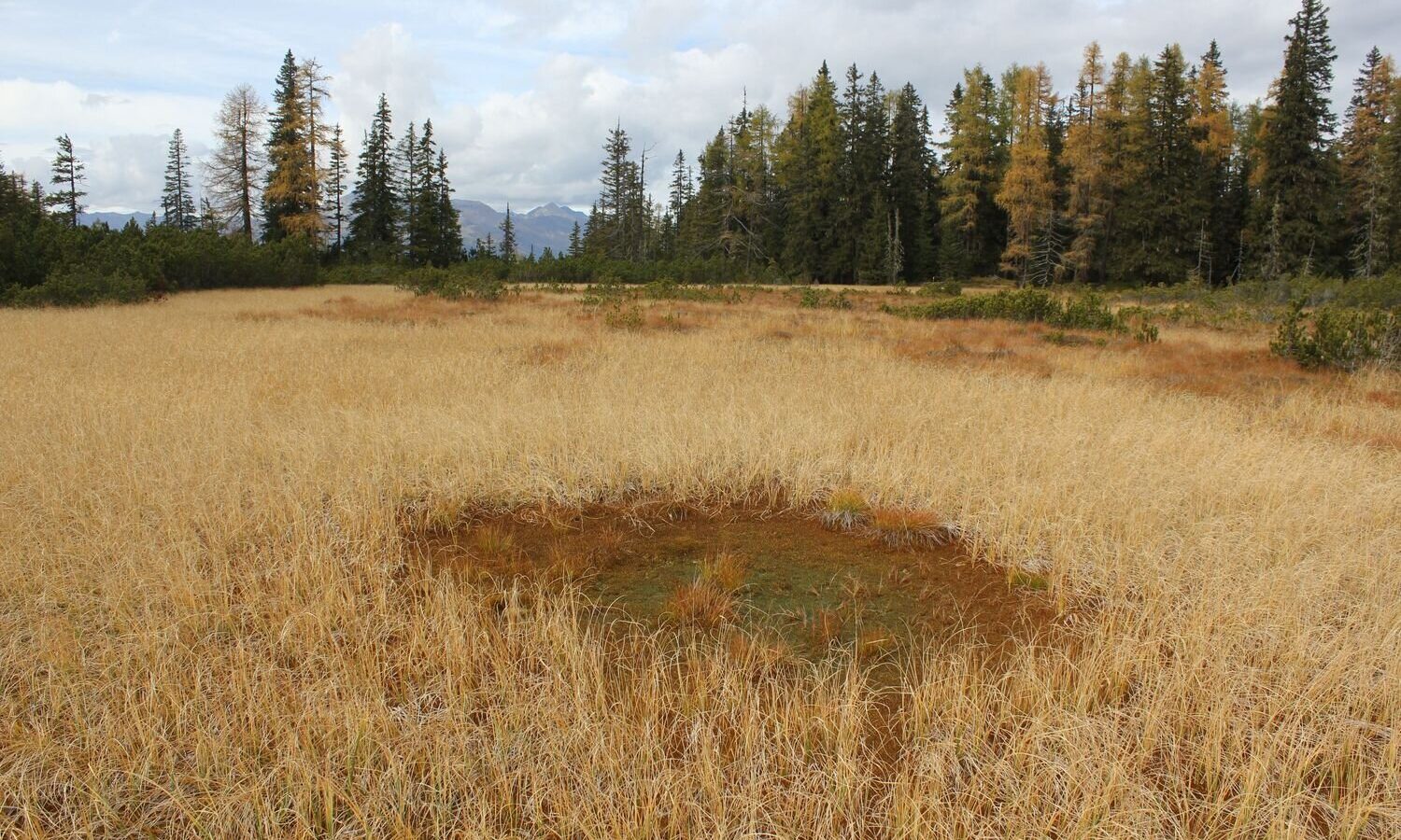 Satellite model finds Alpine peatlands may be smaller than official maps show