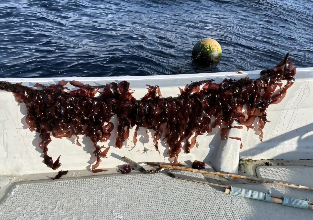 Scientists discover a promising blood sugar–regulating compound in red alga