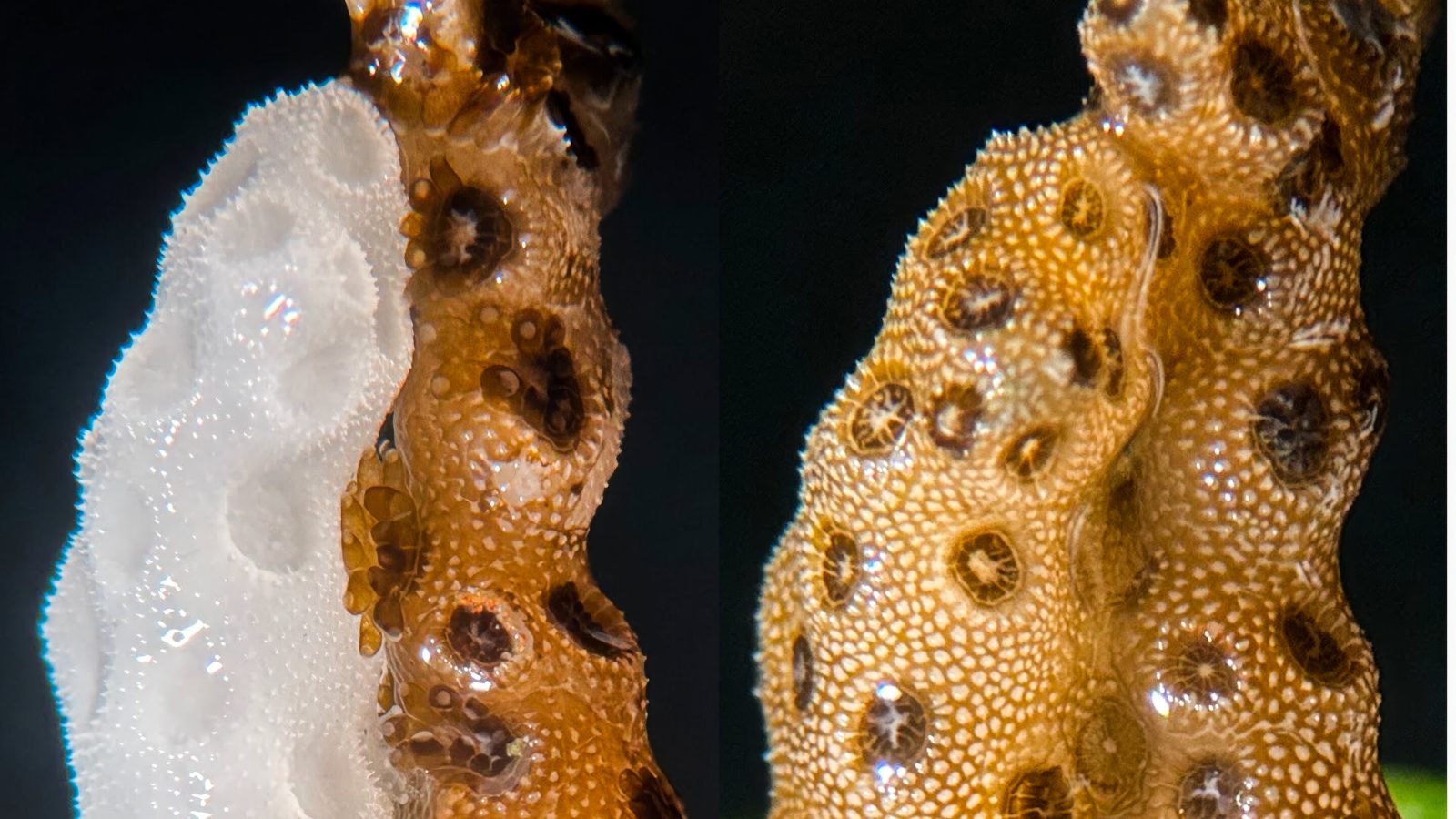 Scientists discover a way to reverse coral bleaching at record speed