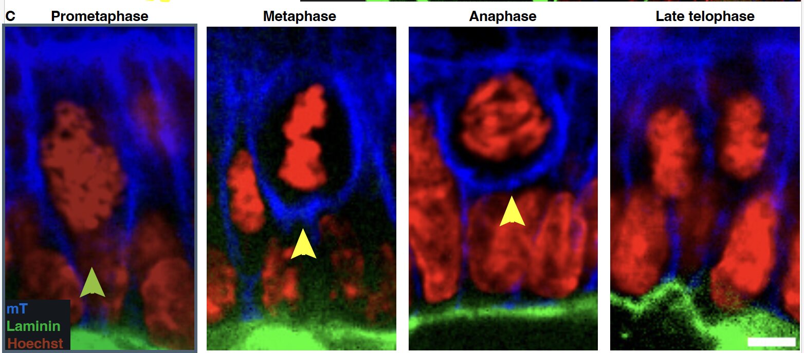 Scientists discover cell division does more than make new cells: It helps reshape tissues