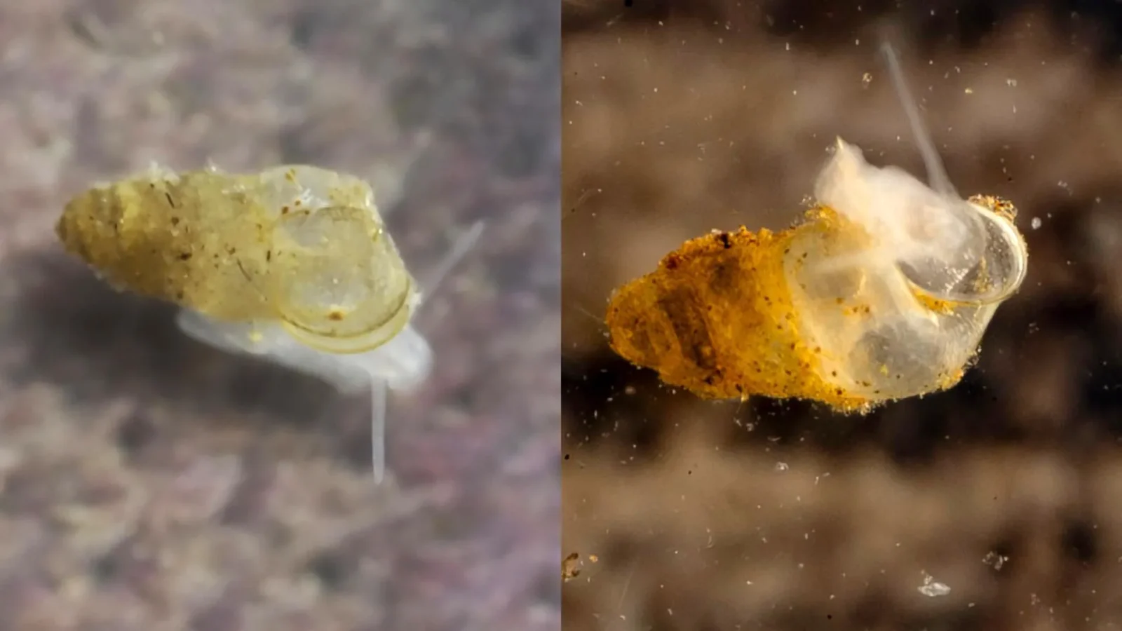 Scientists discover ghostly, eyeless creature hidden in Chinese cave