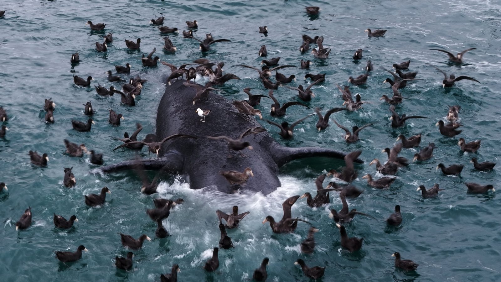 Scientists search for answers as baby whales wash up dead in Argentina