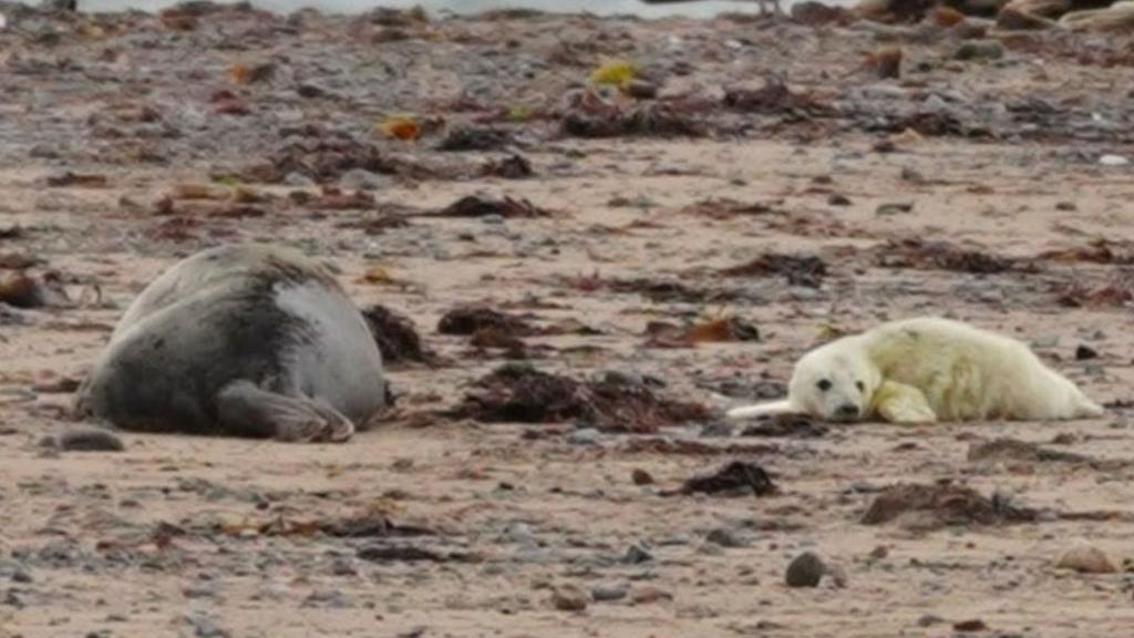 Seal pups spotted at nature reserve for 12th year