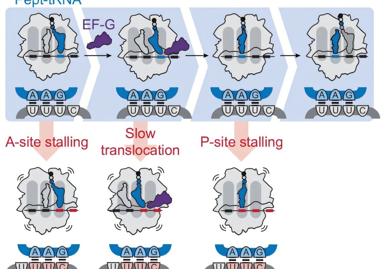 Sequence changes help modified mRNA avoid protein-making errors to improve vaccine design