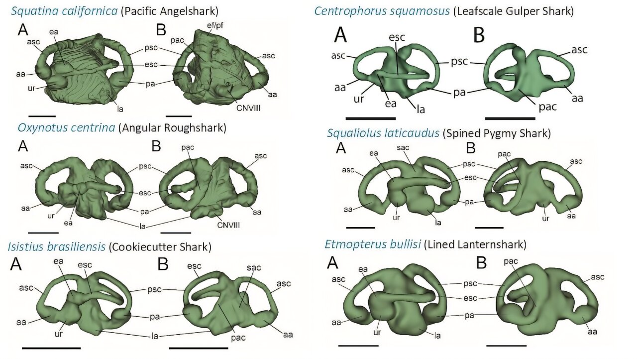 Sharks' inner ears reveal surprising diversity that may reflect evolution more than environment