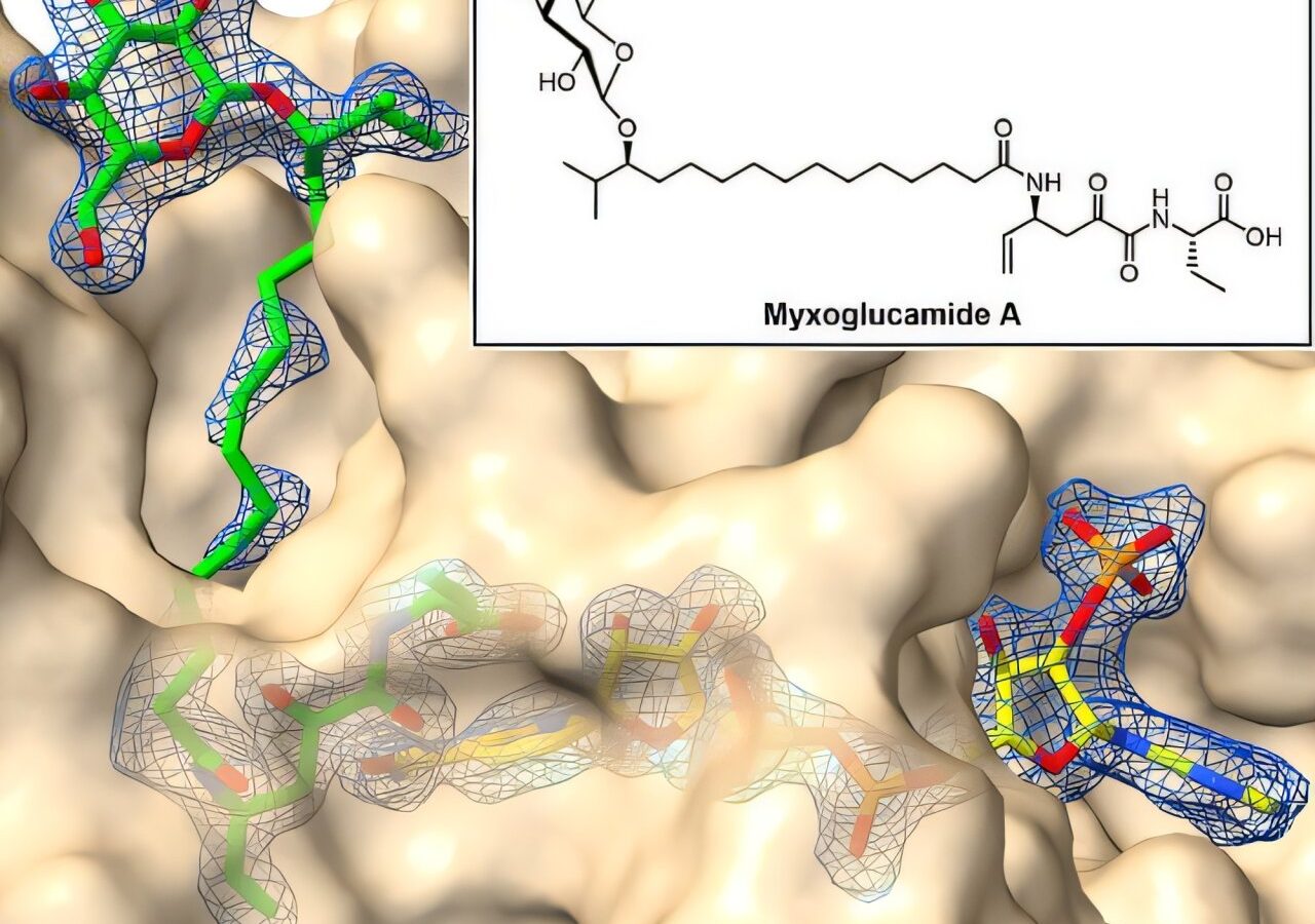 Silent bacterial genes yield potential leads for future cancer drugs