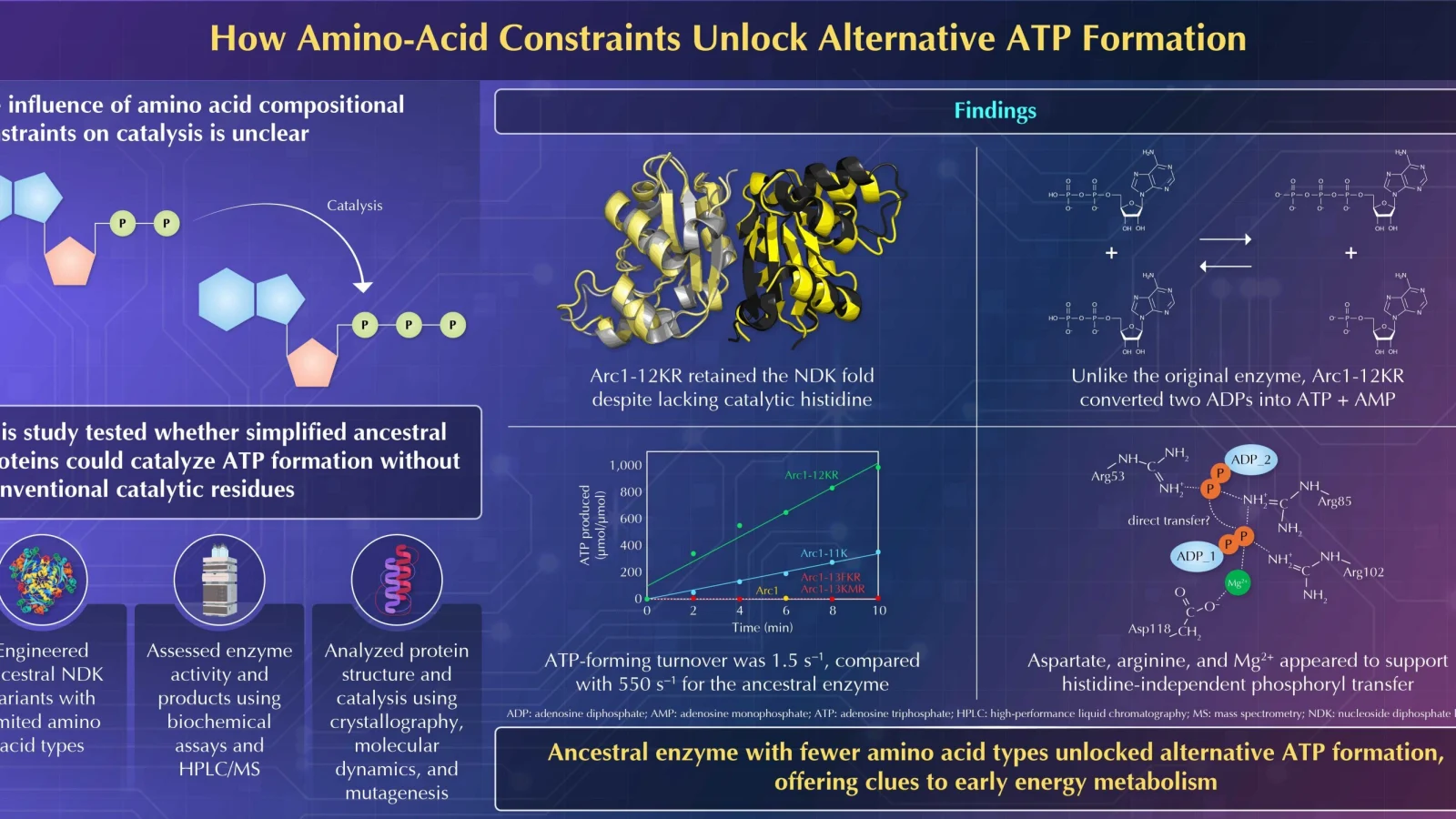 Simplified ancestral enzyme makes ATP without amino acid needed for its usual reaction