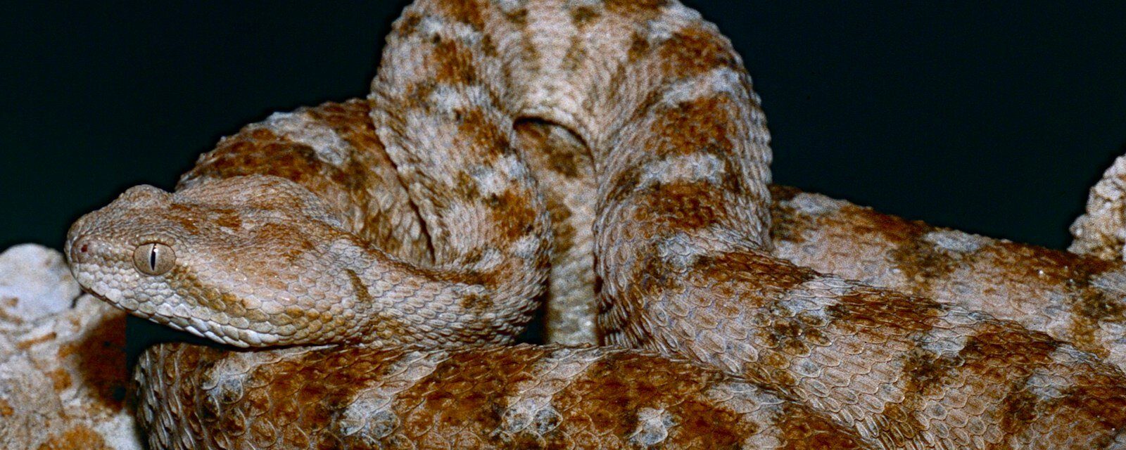 Snakebites are a far bigger problem than we knew: new study maps the hidden dangers