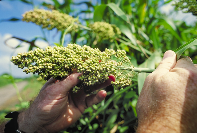 Sorghum may help European agriculture face climate change