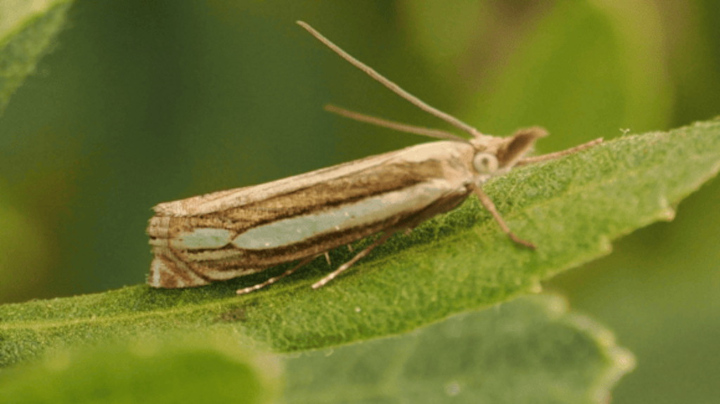 'Special surprise' as rare moth found in nature reserve for first time