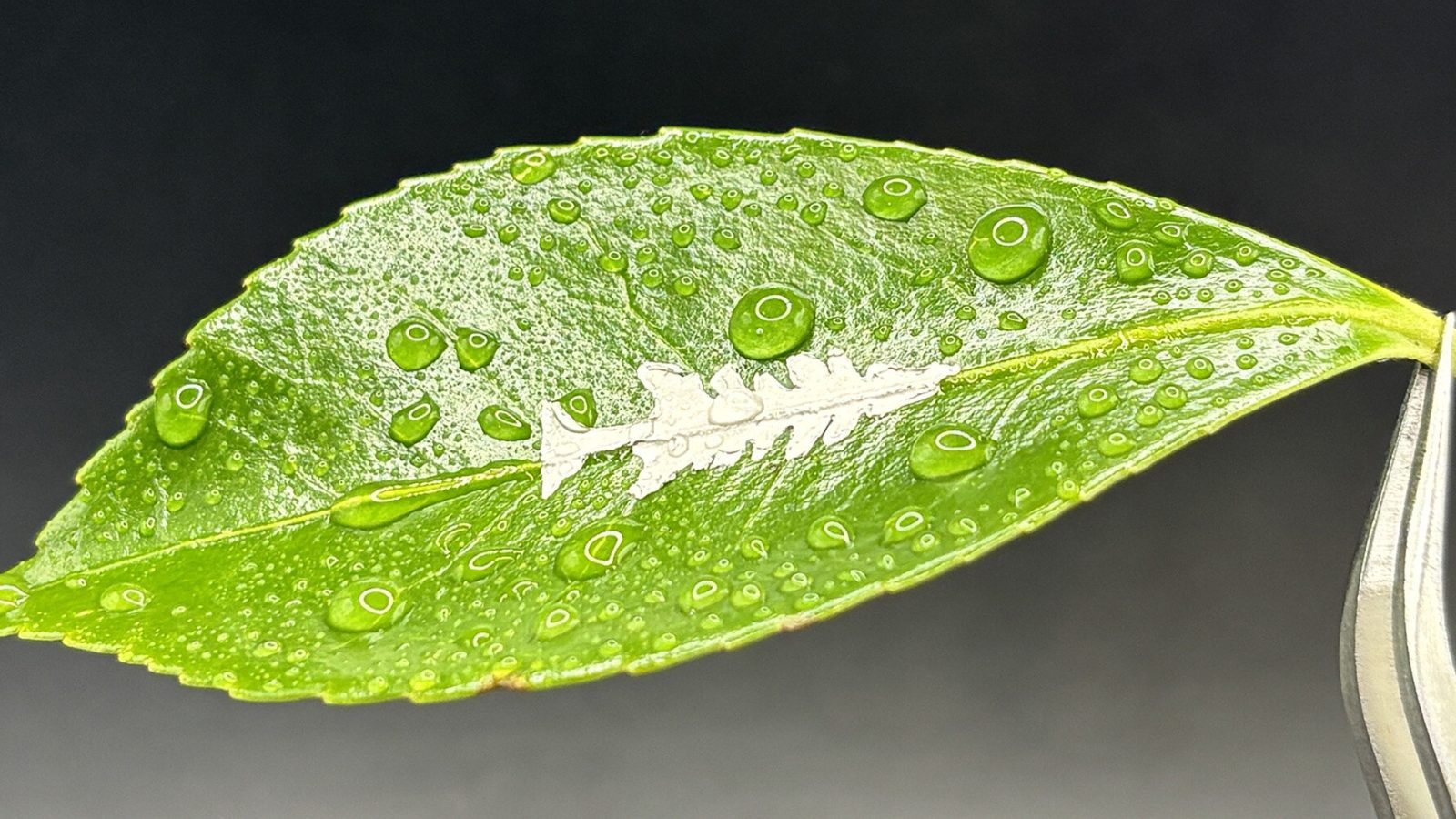 Stabilizing a simple amino acid opens a path to biodegradable sensors