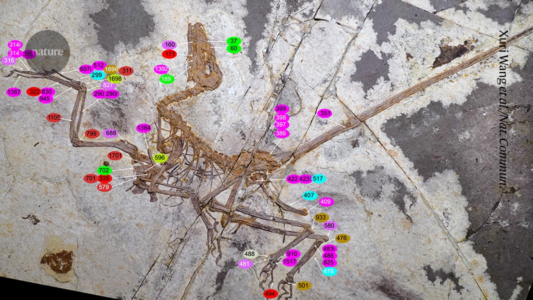 Stunning fossil shows dinosaurs' distinctive path to flight