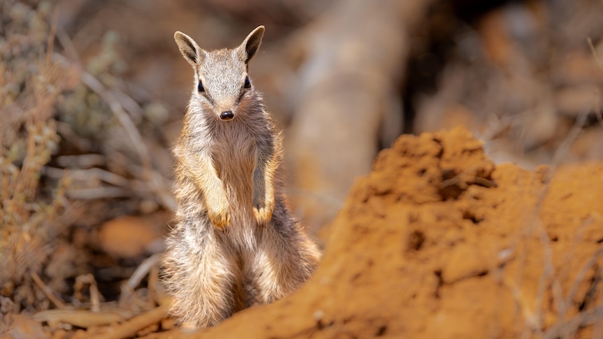 Ten years of fighting against extinction brought to life on film