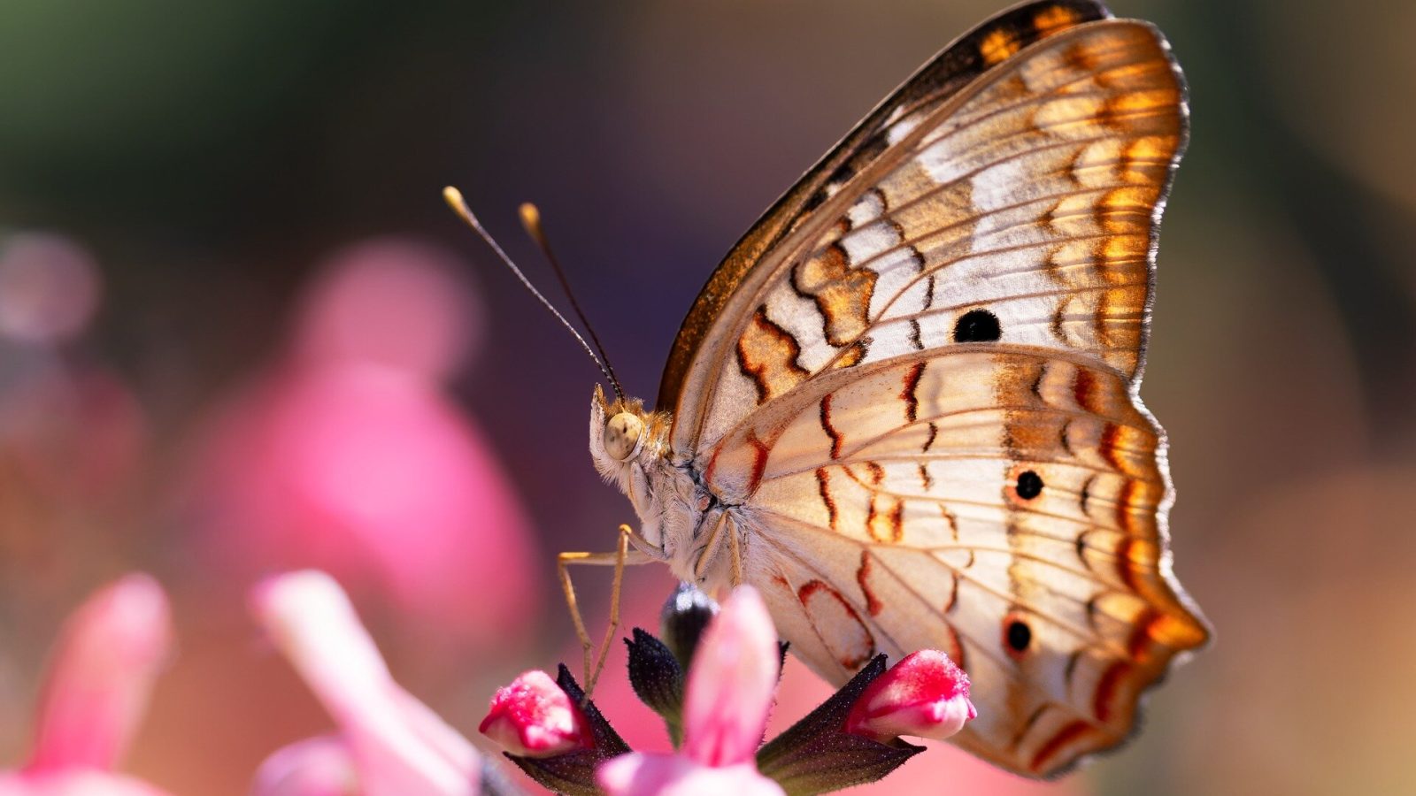 The genetic switch behind the butterfly's enhanced visual world of color