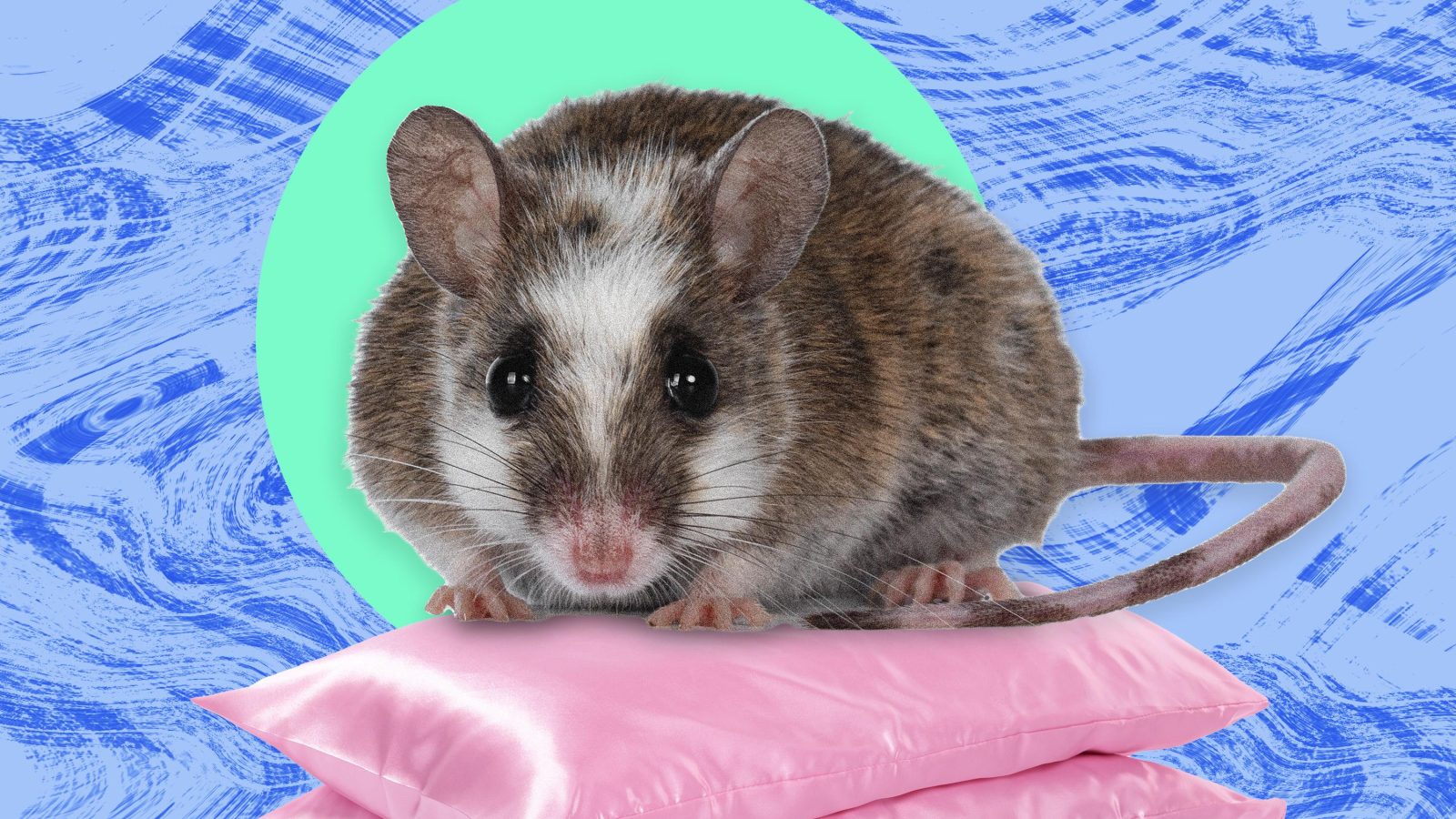 The pest I’ll never forget: the rats stood six or seven deep on the lawn beside my dormitory
