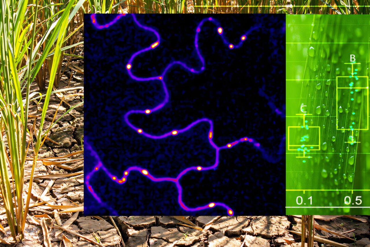 Tiny channels between plant cells respond to wound alerts through hydrogen peroxide bursts
