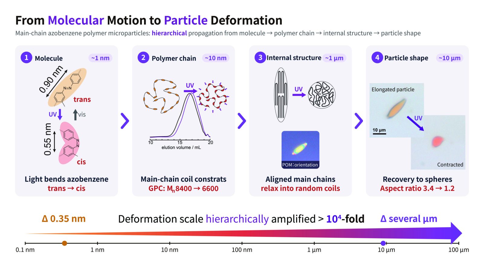 Tiny molecular changes, big microparticle deformation