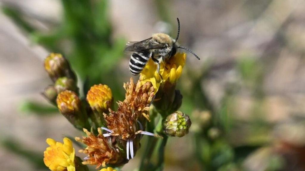 Tiny zebra-striped bee in West a 'huge surprise'