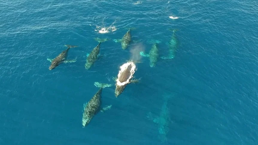Tourists 'break the rules' diving with humpback whales in Tonga