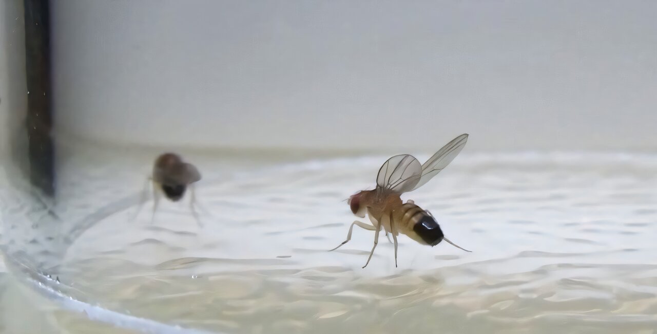 Two brain circuits coordinate fruit flies' wing and leg movements to threaten rivals