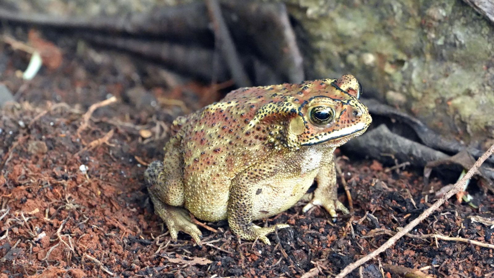 Unusual senses: The secret superpowers of amphibians and reptiles