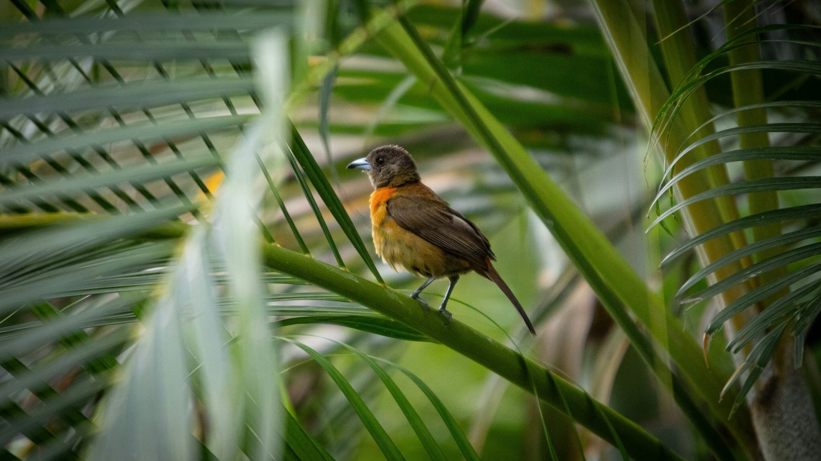 Urbanization takes a bigger toll on bird diversity in the tropics than it does at other latitudes, study finds