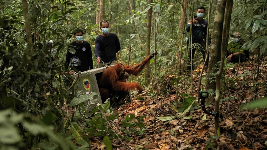 Watch: Endangered orangutans released back into the wild after Borneo fires