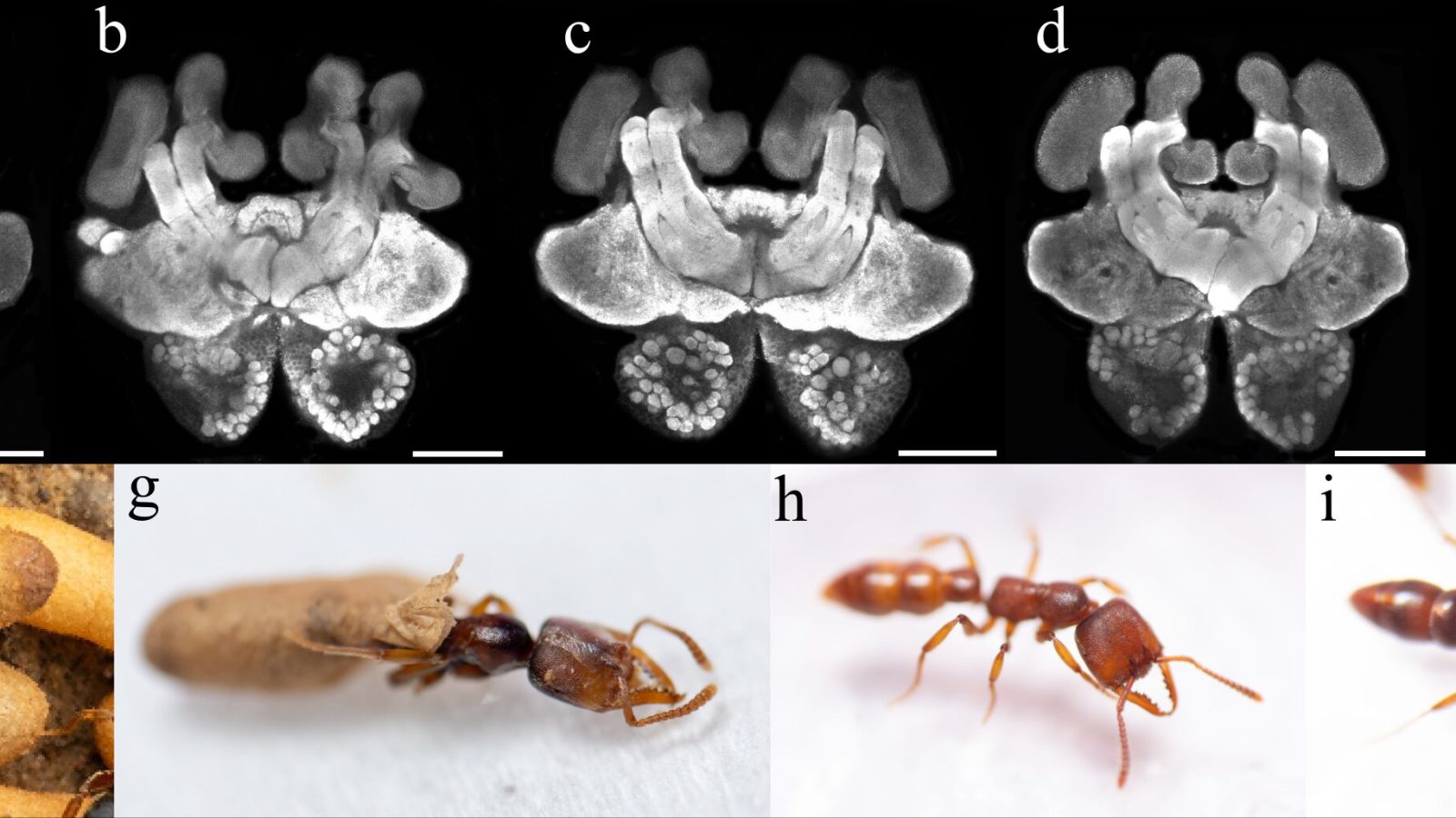 Why some young ants start hunting and caring for others early