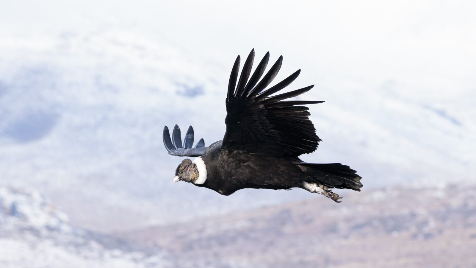 Wild birds rewrite rules of flight efficiency: Study reveals power of 'free fuel' from the sky