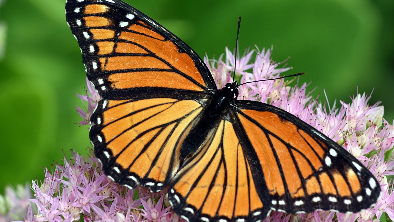 Wildlife tracking to fill gaps in monarch migration research