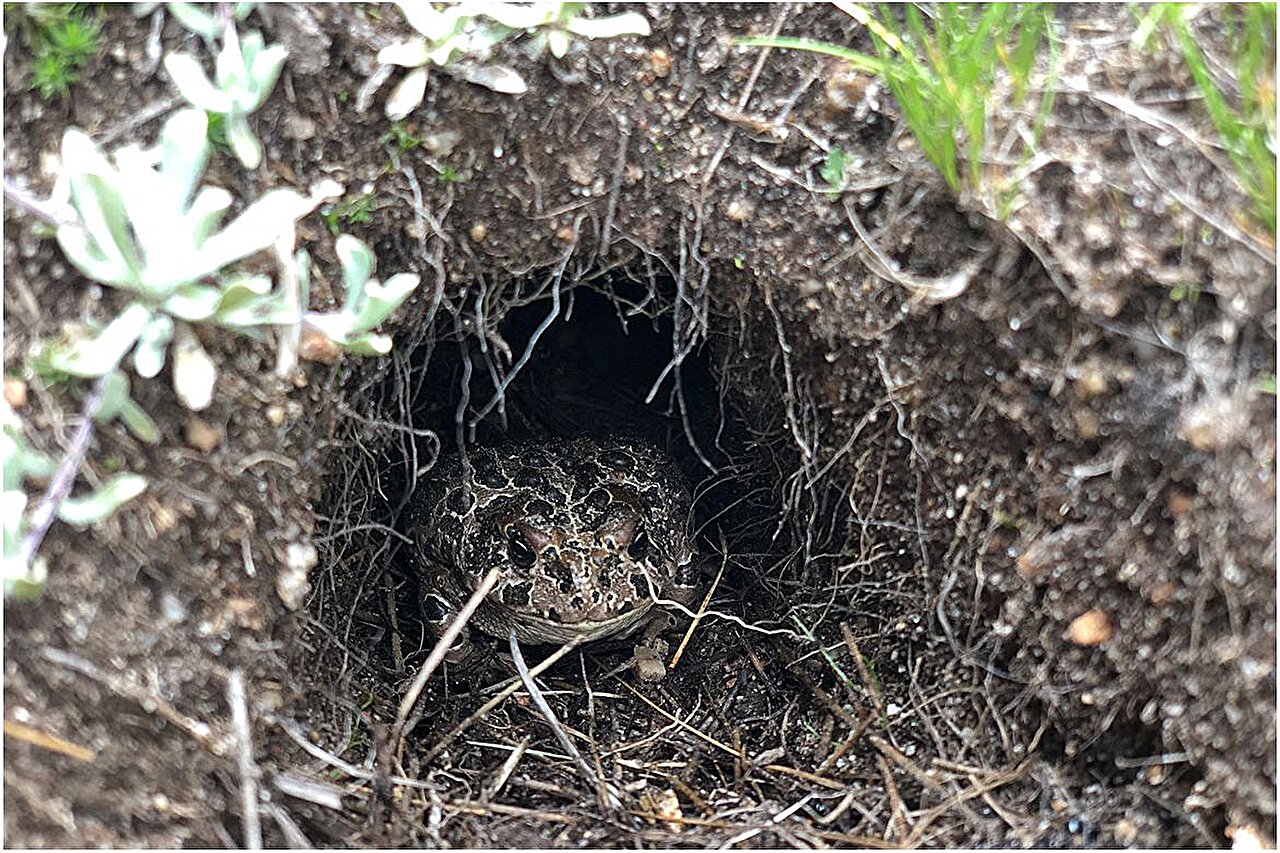Yosemite toad killer may be hiding in their own homes